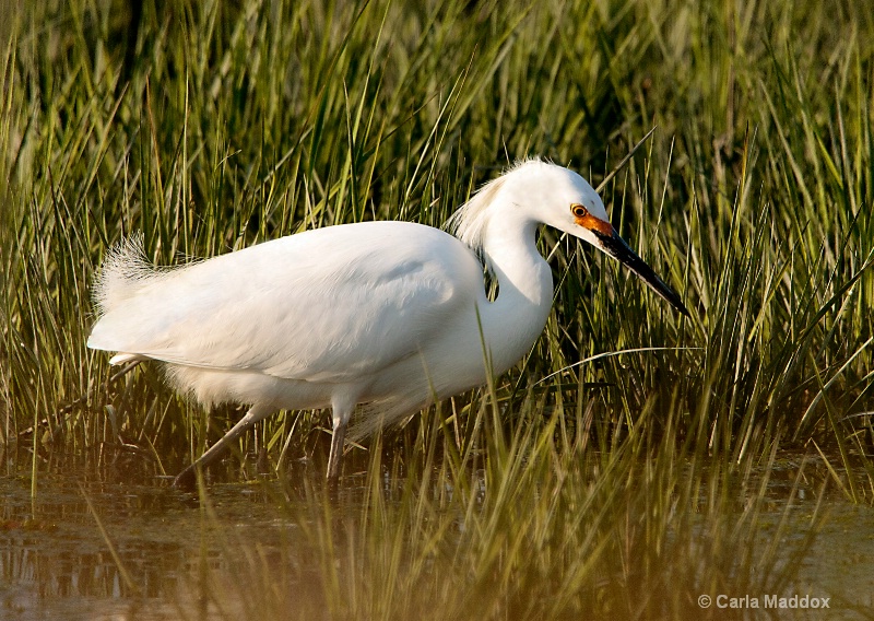 Snowy Egret - after