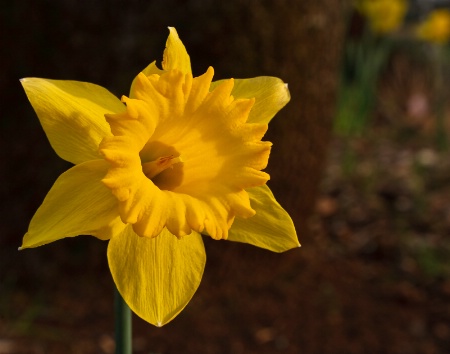 Daffodil-2