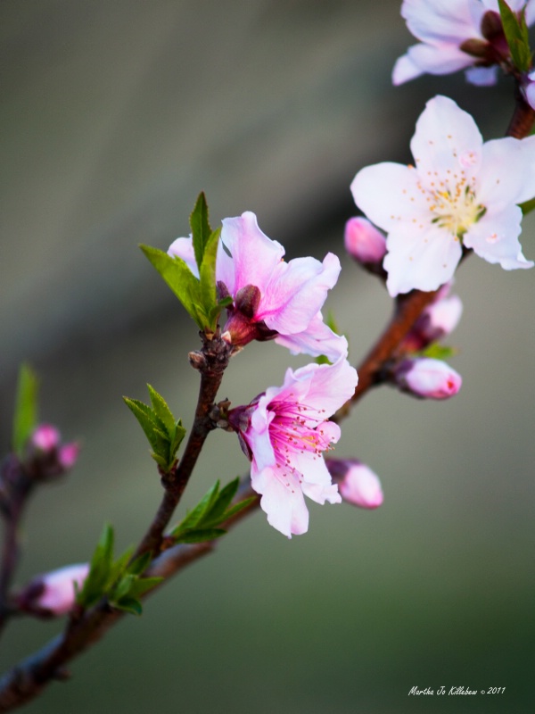 Spring in the Garden