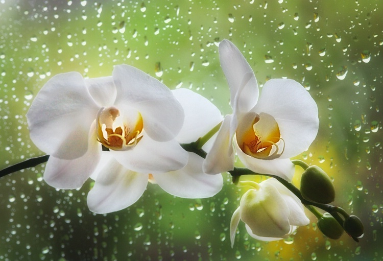 Rain Drops on the Window