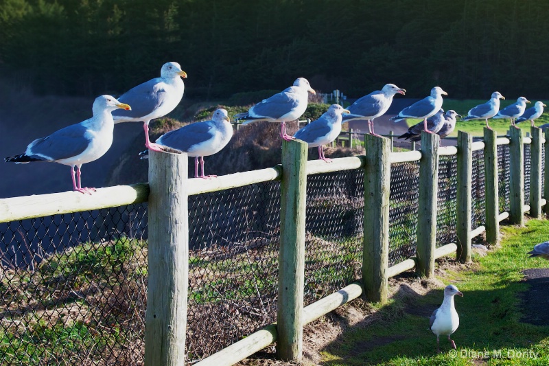 Seagulls on Fence