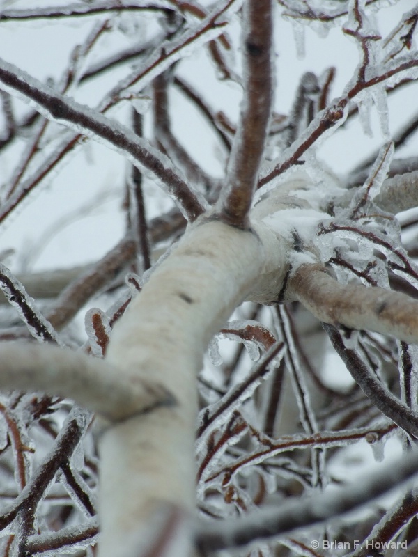 Frozen Birches