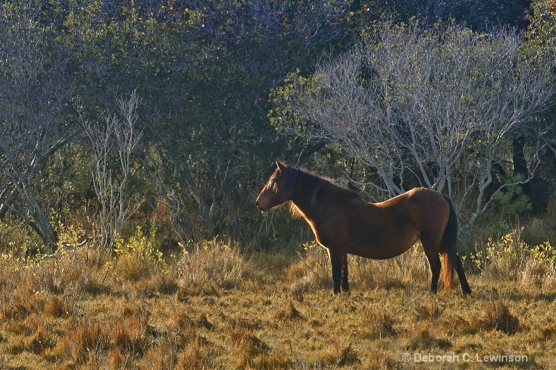Chincoteague Pony - ID: 11525112 © Deborah C. Lewinson