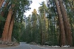  Sequoia National...