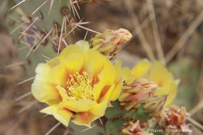 Cactus flower - ID: 11525550 © Raven Schwan-Noble