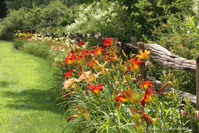 Rail fence of day lilies - ID: 11525708 © Raven Schwan-Noble