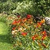 Rail fence of day lilies - ID: 11525708 © Raven Schwan-Noble