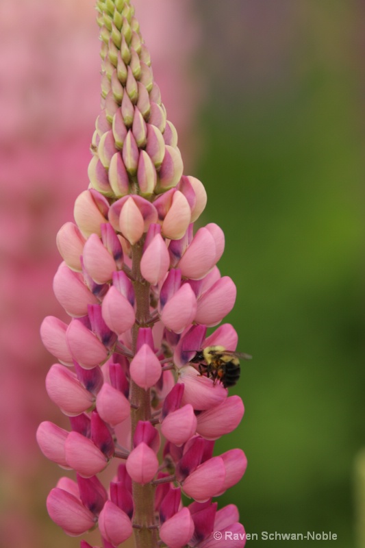 Lupine & Bumble Bee - ID: 11525713 © Raven Schwan-Noble