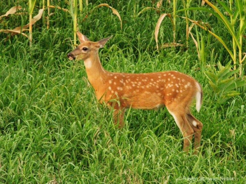 Spotted Fawn - ID: 11525751 © Raven Schwan-Noble