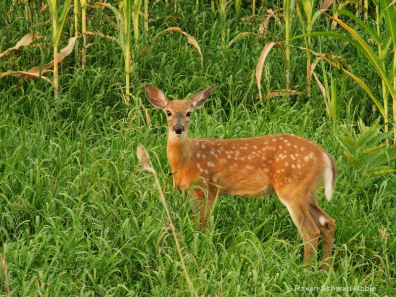 Spotted Fawn - ID: 11525757 © Raven Schwan-Noble