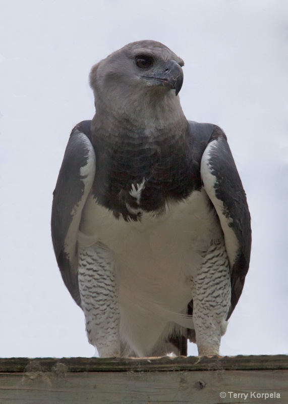 Harpy Eagle - ID: 11525839 © Terry Korpela