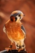 American Kestrel