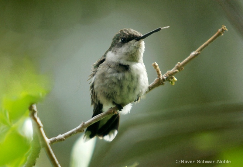 Female Ruby Throated Hummingbird - ID: 11526985 © Raven Schwan-Noble