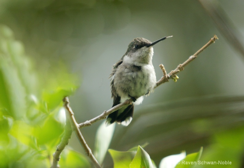Female Ruby Throated Hummingbird - ID: 11526986 © Raven Schwan-Noble