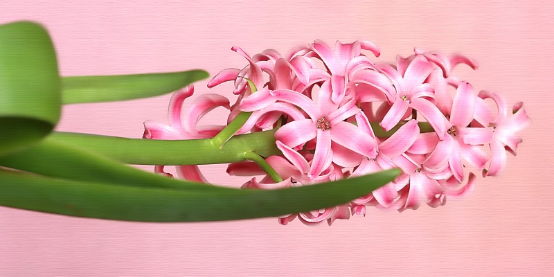 hyacinth, in pink