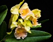 Orchids Framed