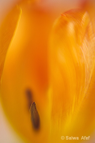 Tulip's Flame