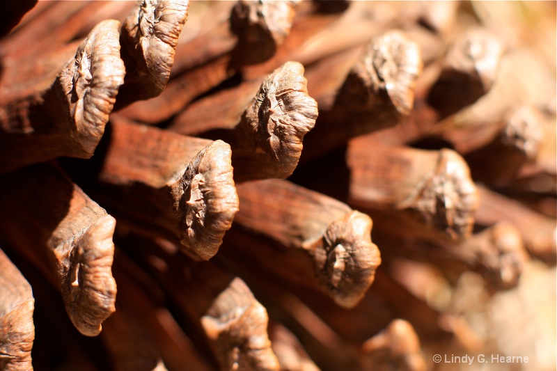 Pine Cone Close Up