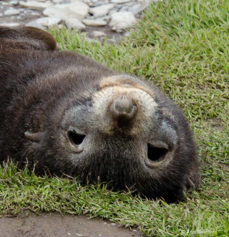 Fur seal pup - ID: 11529850 © Ann E. Swinford