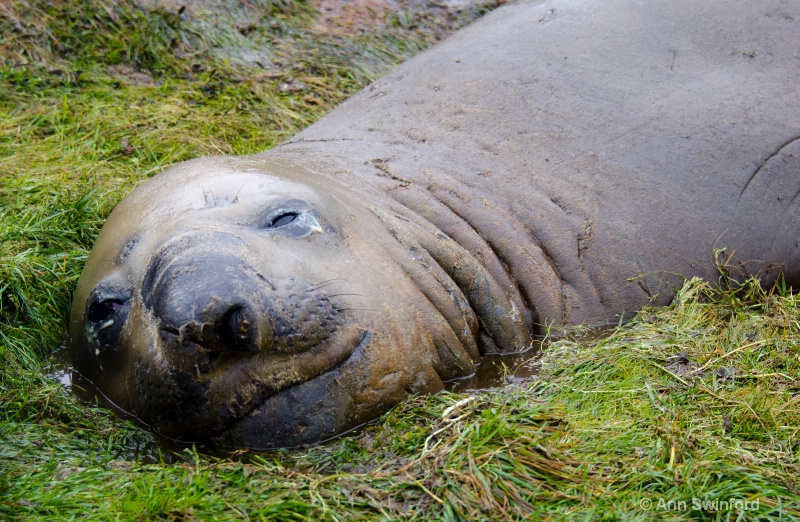Elephant Seal - ID: 11529869 © Ann E. Swinford