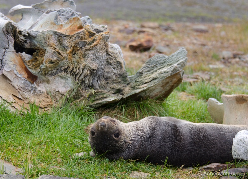 Endangered Species:  Fur seal and whale - ID: 11529870 © Ann E. Swinford