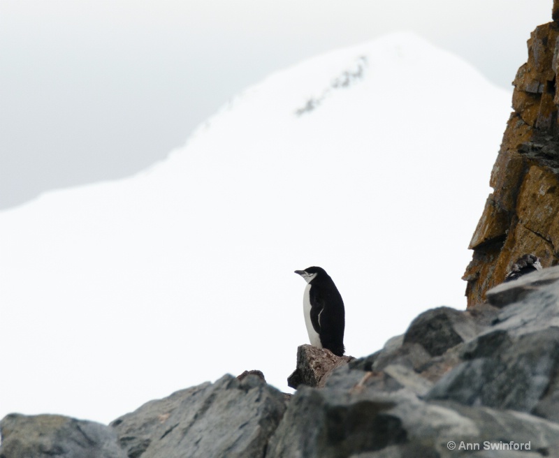 Penguin Lookout - ID: 11529875 © Ann E. Swinford