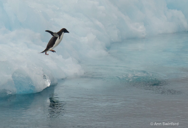 Penguin Dive - ID: 11529878 © Ann E. Swinford