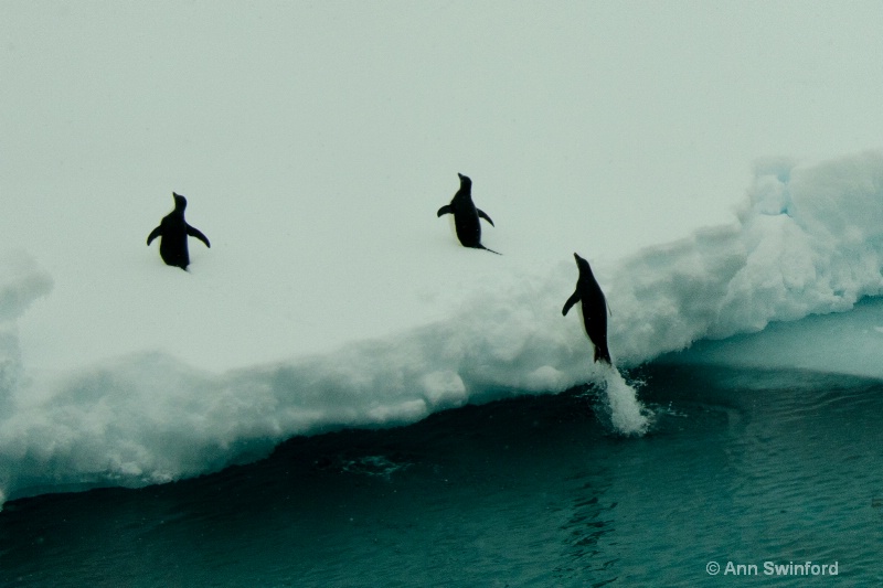 Penguin Jump - ID: 11529880 © Ann E. Swinford