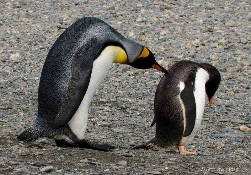 Mean Penguin - ID: 11529891 © Ann E. Swinford