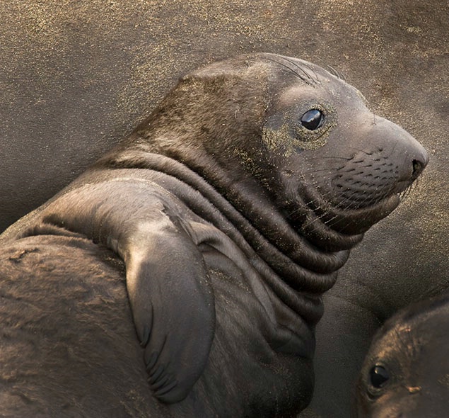 Elephant Seal Pup Chillin'