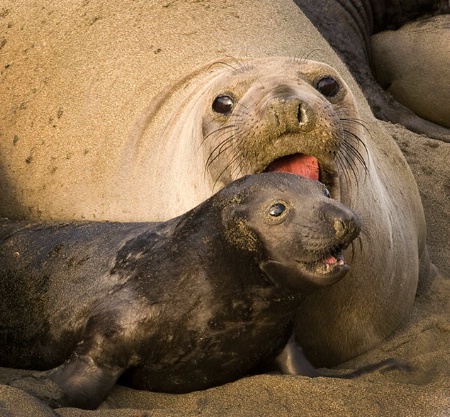 Elephant Seal Mom & Pup