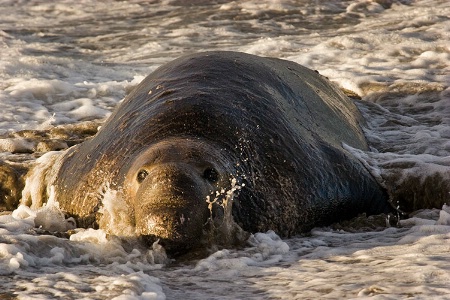 Elephant Seal Bull