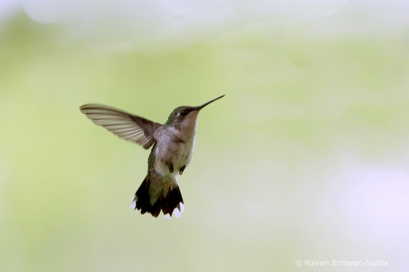 Female Ruby Throated Hummingbird - ID: 11531086 © Raven Schwan-Noble