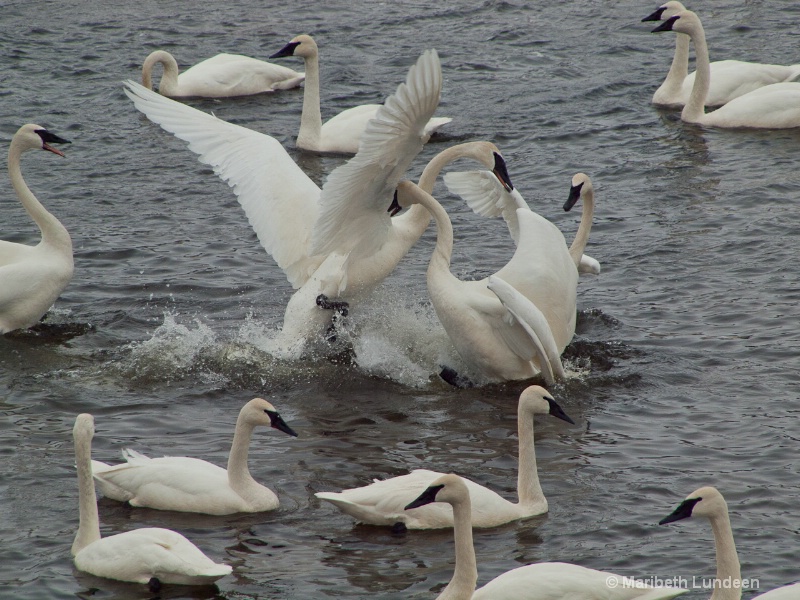 Swan Debate