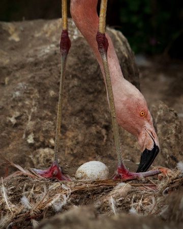 Egg of Flamingo