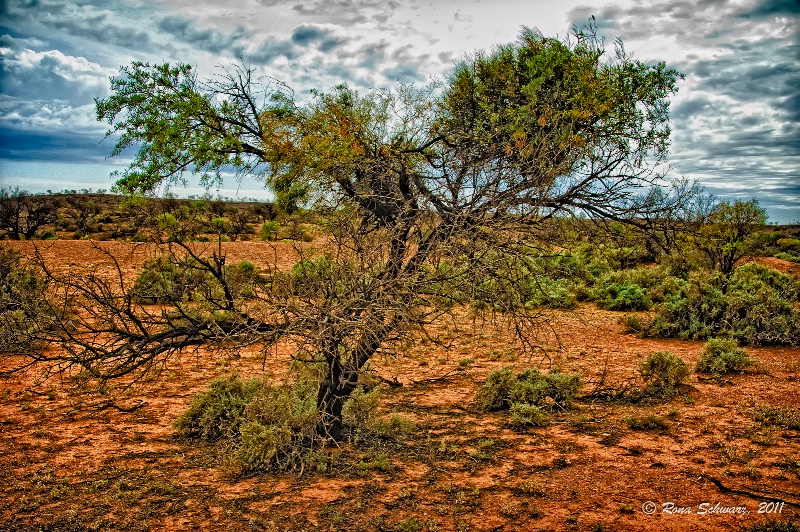 Outback Desert Vegetation