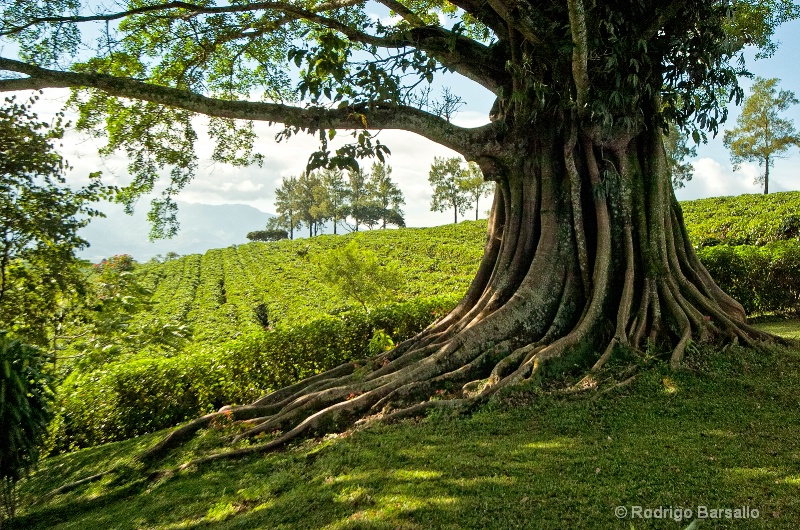 Old tree