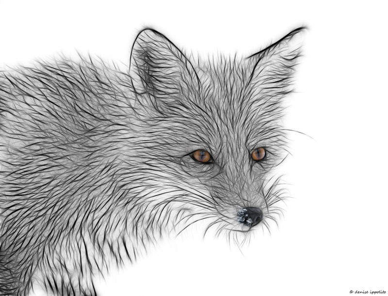 Fox Sketch  