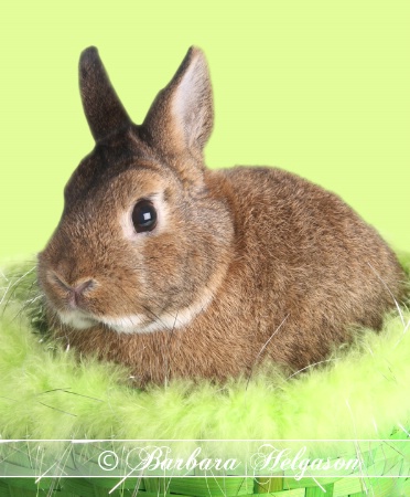 Easter Bunny 