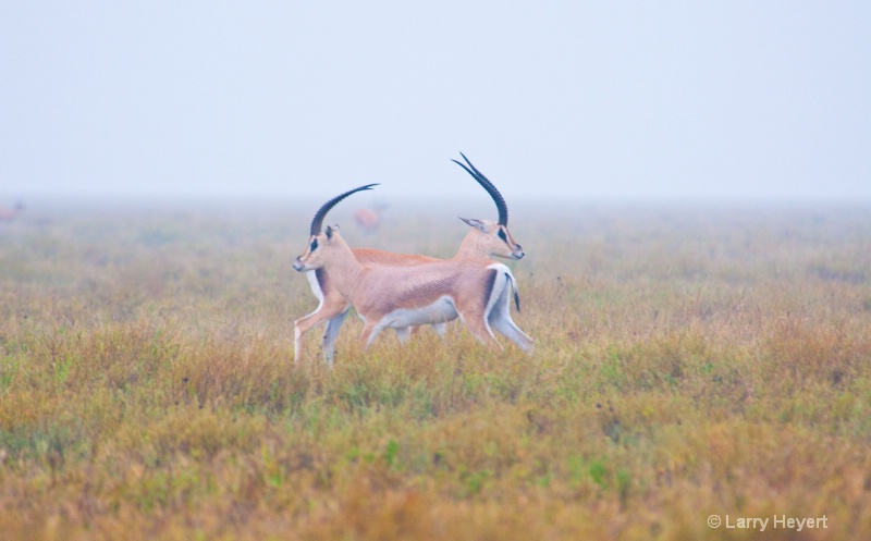Tanzania- Serengeti National Park - ID: 11534439 © Larry Heyert