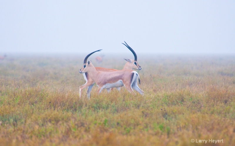 Tanzania- Serengeti National Park