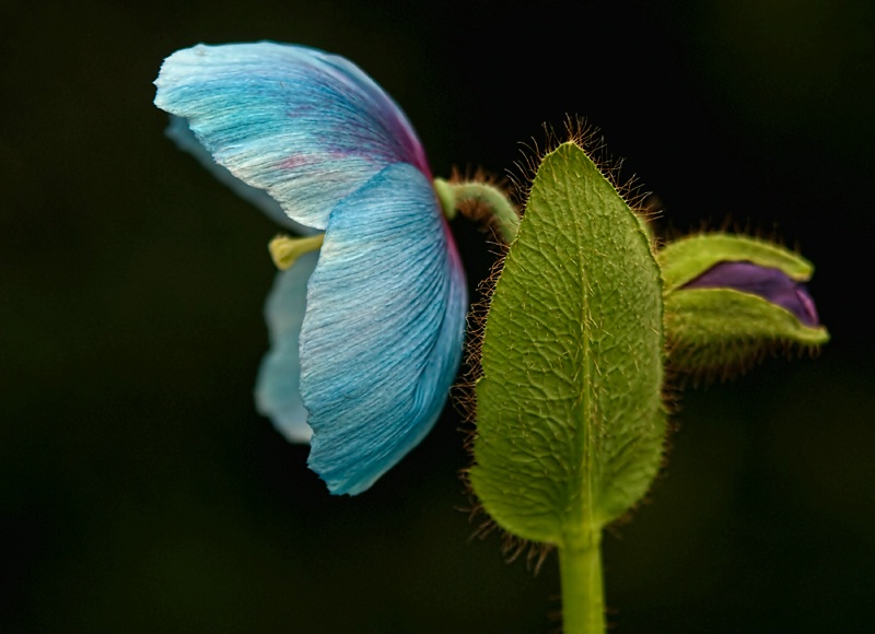 Blue Poppy