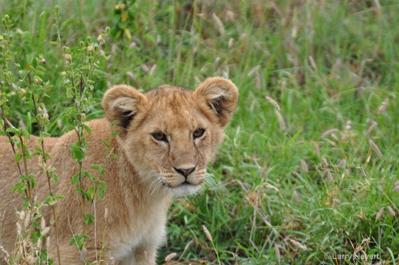 Tanzania- Serengeti National Park - ID: 11534466 © Larry Heyert
