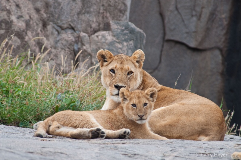 Tanzania- Serengeti National Park - ID: 11534475 © Larry Heyert