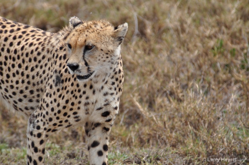 Tanzania- Serengeti National Park - ID: 11534493 © Larry Heyert