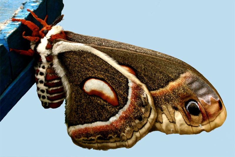 cercopia hyalophora  silk moth 