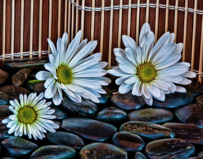 Daisy on the Rocks