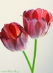 Tulip Candy