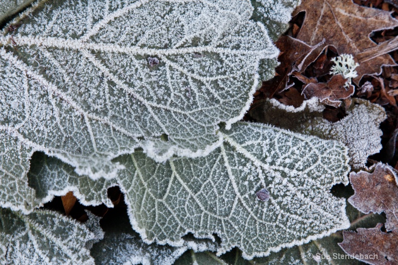 Coated by Freezing Fog, Ashland, CO - ID: 11535160 © Sue P. Stendebach