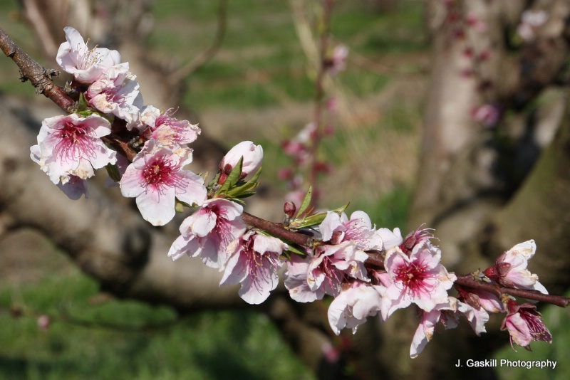 Blooms on a Peach Tree
